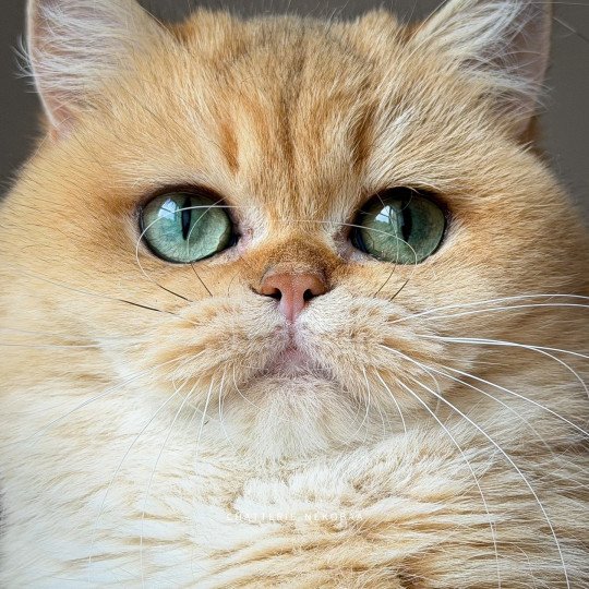 Brioche Femelle British Shorthair