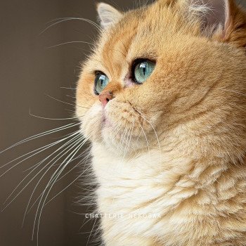 chat British Shorthair black golden shaded Brioche Chatterie Nekobaa