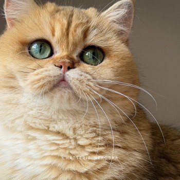 chat British Shorthair black golden shaded Brioche Chatterie Nekobaa