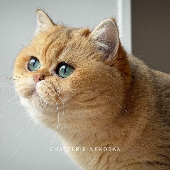chat British Shorthair black golden shaded Brioche Chatterie Nekobaa