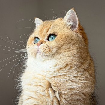 chat British Shorthair black golden shaded Brioche Chatterie Nekobaa