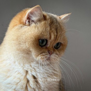 chat British Shorthair black golden shaded Brioche Chatterie Nekobaa