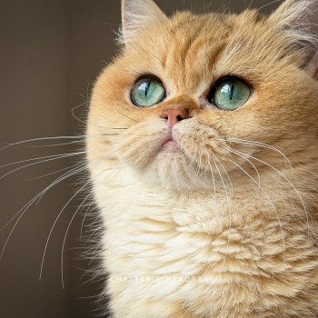 chat British Shorthair black golden shaded Brioche Chatterie Nekobaa