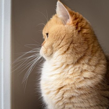 chat British Shorthair black golden shaded Brioche Chatterie Nekobaa