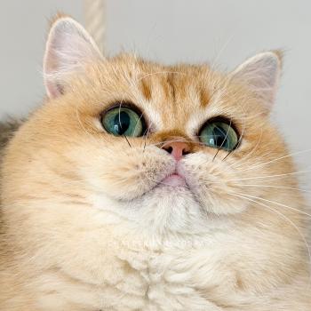 chat British Shorthair black golden shaded Brioche Chatterie Nekobaa