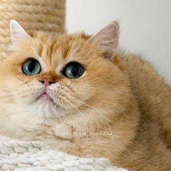 chat British Shorthair black golden shaded Brioche Chatterie Nekobaa