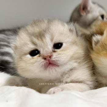 chaton British Shorthair blue golden shaded Fuku Chatterie Nekobaa