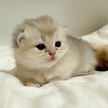 chaton British Shorthair blue golden shaded Fuku Chatterie Nekobaa