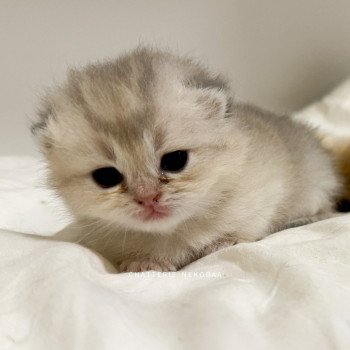 chaton British Shorthair blue golden shaded Fuku Chatterie Nekobaa