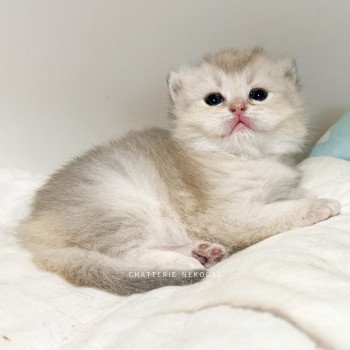 chaton British Shorthair blue golden shaded Fuku Chatterie Nekobaa