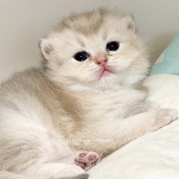 chaton British Shorthair blue golden shaded Fuku Chatterie Nekobaa