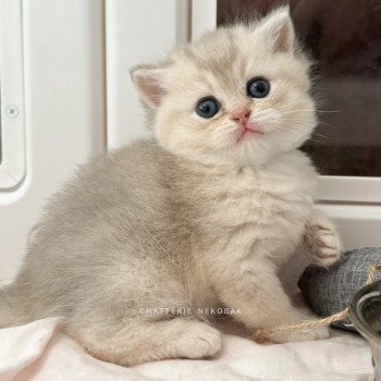 chaton British Shorthair blue golden shaded Fuku Chatterie Nekobaa