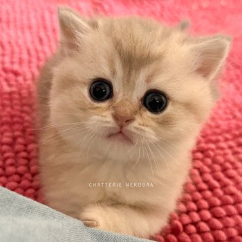 chaton British Shorthair blue golden shaded Fuku Chatterie Nekobaa