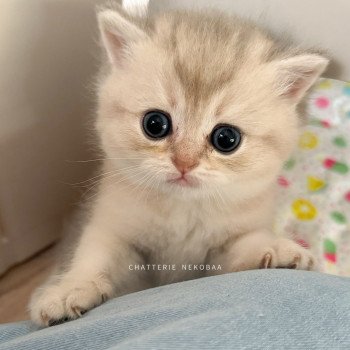 chaton British Shorthair blue golden shaded Fuku Chatterie Nekobaa