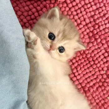 chaton British Shorthair blue golden shaded Fuku Chatterie Nekobaa