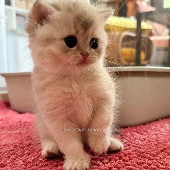 chaton British Shorthair blue golden shaded Fuku Chatterie Nekobaa