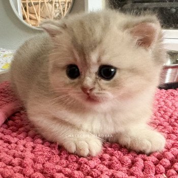 chaton British Shorthair blue golden shaded Fuku Chatterie Nekobaa
