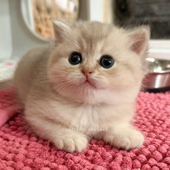 chaton British Shorthair blue golden shaded Fuku Chatterie Nekobaa