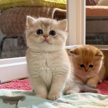 chaton British Shorthair blue golden shaded Fuku Chatterie Nekobaa
