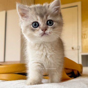 chaton British Shorthair blue golden shaded Fuku Chatterie Nekobaa