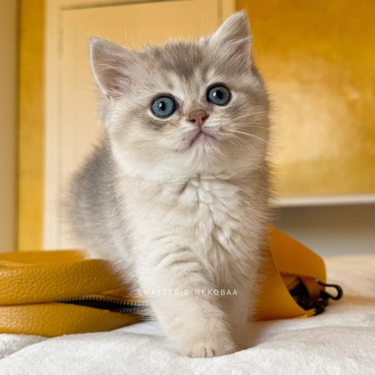 Yuzu Fuku Mâle British Shorthair