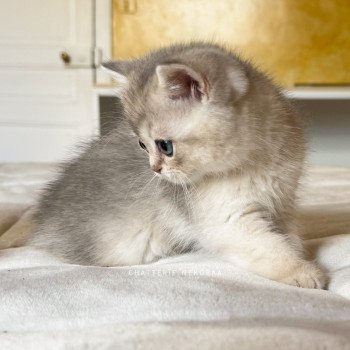 chaton British Shorthair blue golden shaded Fuku Chatterie Nekobaa