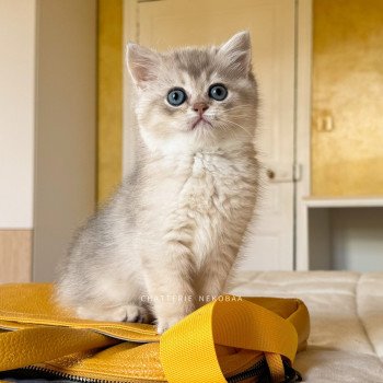 chaton British Shorthair blue golden shaded Fuku Chatterie Nekobaa