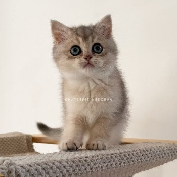 chaton British Shorthair blue golden shaded Fuku Chatterie Nekobaa