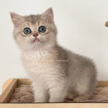 chaton British Shorthair blue golden shaded Fuku Chatterie Nekobaa