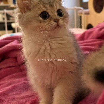 chaton British Shorthair blue golden shaded Fuku Chatterie Nekobaa