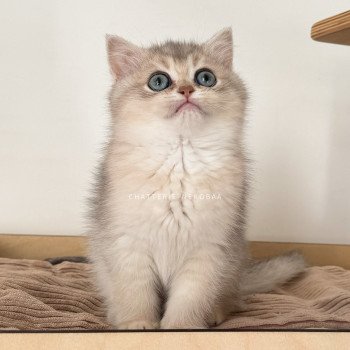 chaton British Shorthair blue golden shaded Fuku Chatterie Nekobaa
