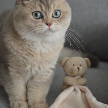 chaton British Shorthair Yuzu Fuku Chatterie Nekobaa