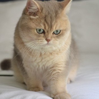 chaton British Shorthair Yuzu Fuku Chatterie Nekobaa