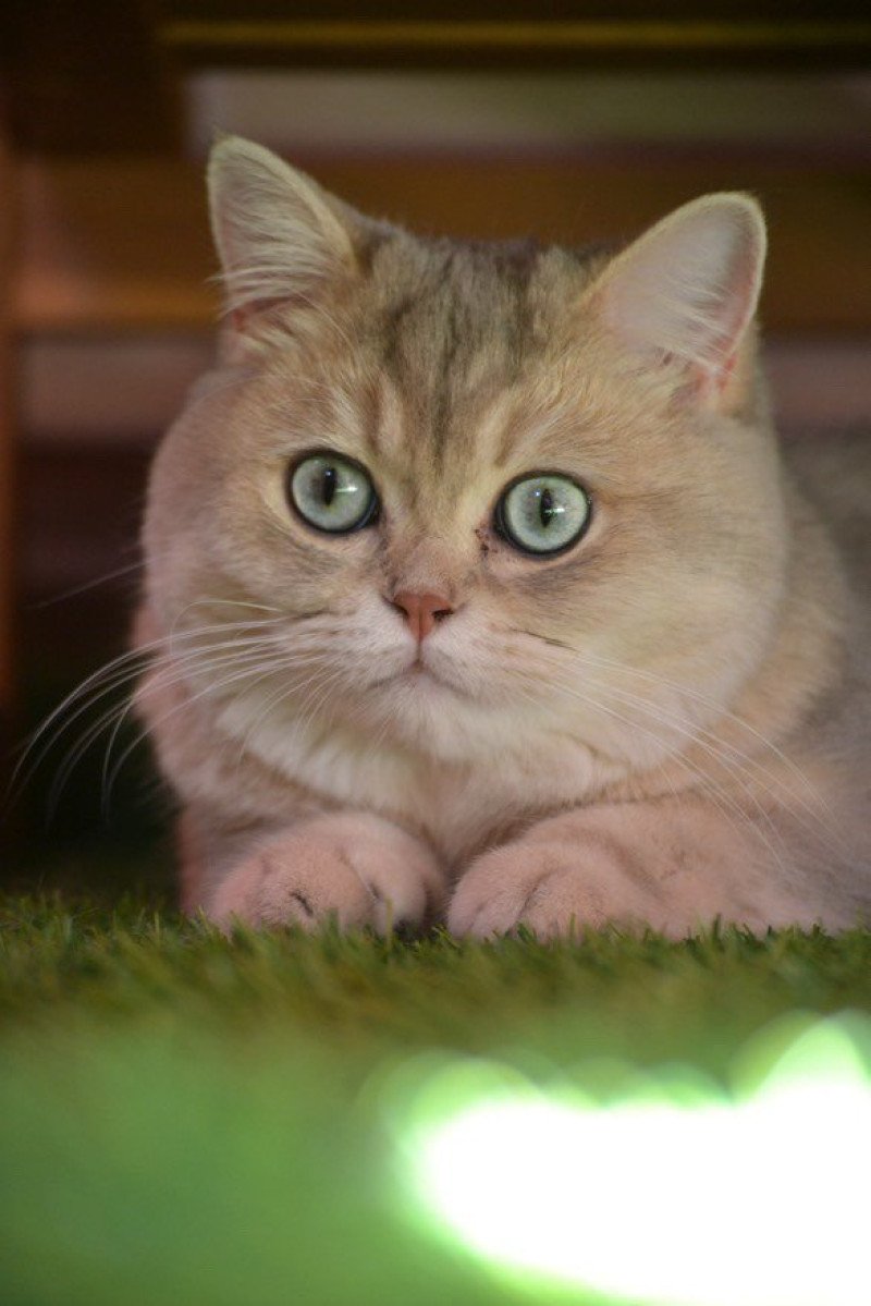 Yuzu Fuku Mâle British Shorthair