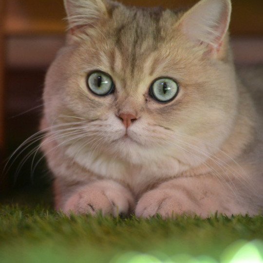 Yuzu Fuku Mâle British Shorthair