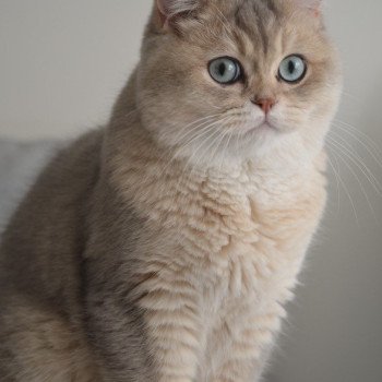 chaton British Shorthair Yuzu Fuku Chatterie Nekobaa