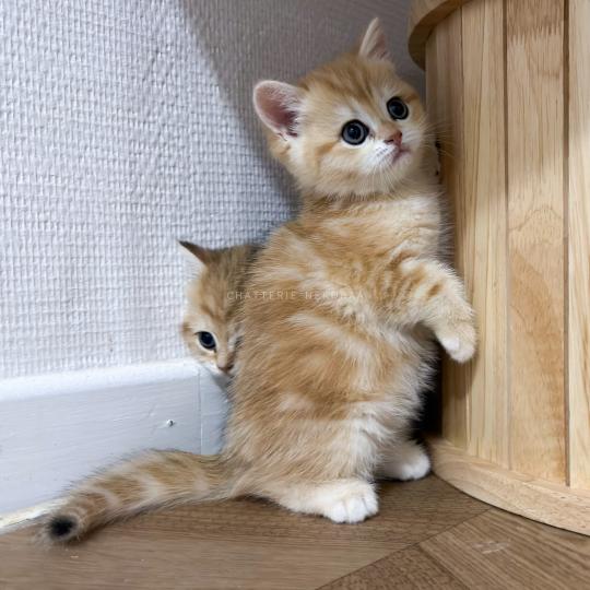 Fumi Femelle British Shorthair