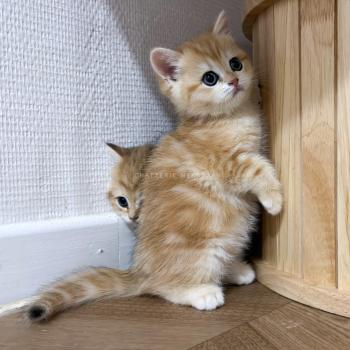 Fumi Femelle British Shorthair