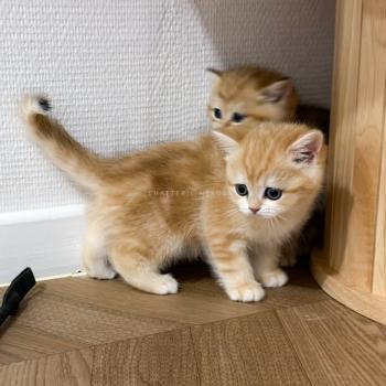 chaton British Shorthair black golden blotched tabby Fumi Chatterie Nekobaa