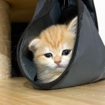 chaton British Shorthair black golden blotched tabby Fumi Chatterie Nekobaa