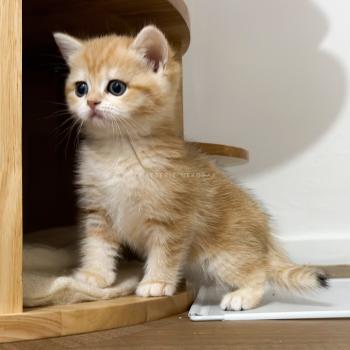 chaton British Shorthair black golden blotched tabby Fumi Chatterie Nekobaa
