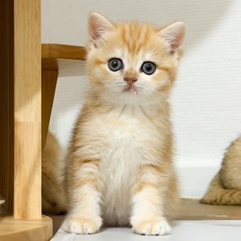 chaton British Shorthair black golden blotched tabby Fumi Chatterie Nekobaa