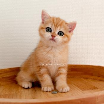 chaton British Shorthair black golden blotched tabby Fumi Chatterie Nekobaa