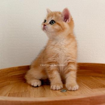 chaton British Shorthair black golden blotched tabby Fumi Chatterie Nekobaa