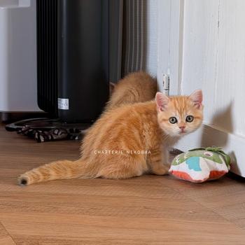 chaton British Shorthair black golden blotched tabby Fumi Chatterie Nekobaa