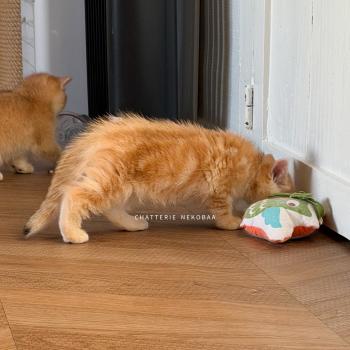 chaton British Shorthair black golden blotched tabby Fumi Chatterie Nekobaa