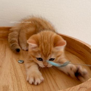 chaton British Shorthair black golden blotched tabby Fumi Chatterie Nekobaa