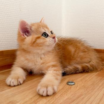 chaton British Shorthair black golden blotched tabby Fumi Chatterie Nekobaa