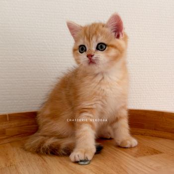 chaton British Shorthair black golden blotched tabby Fumi Chatterie Nekobaa