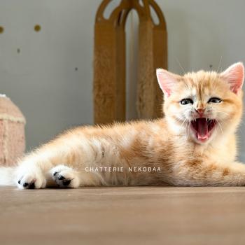 chaton British Shorthair black golden blotched tabby Fumi Chatterie Nekobaa